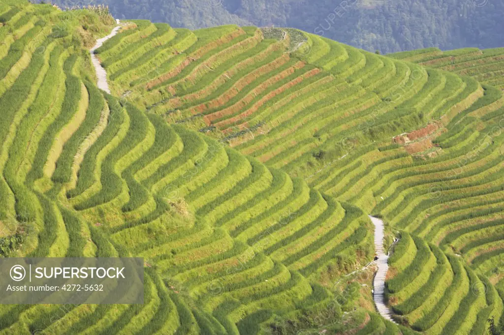 Rice terraces, Ping An, Guangxi, China