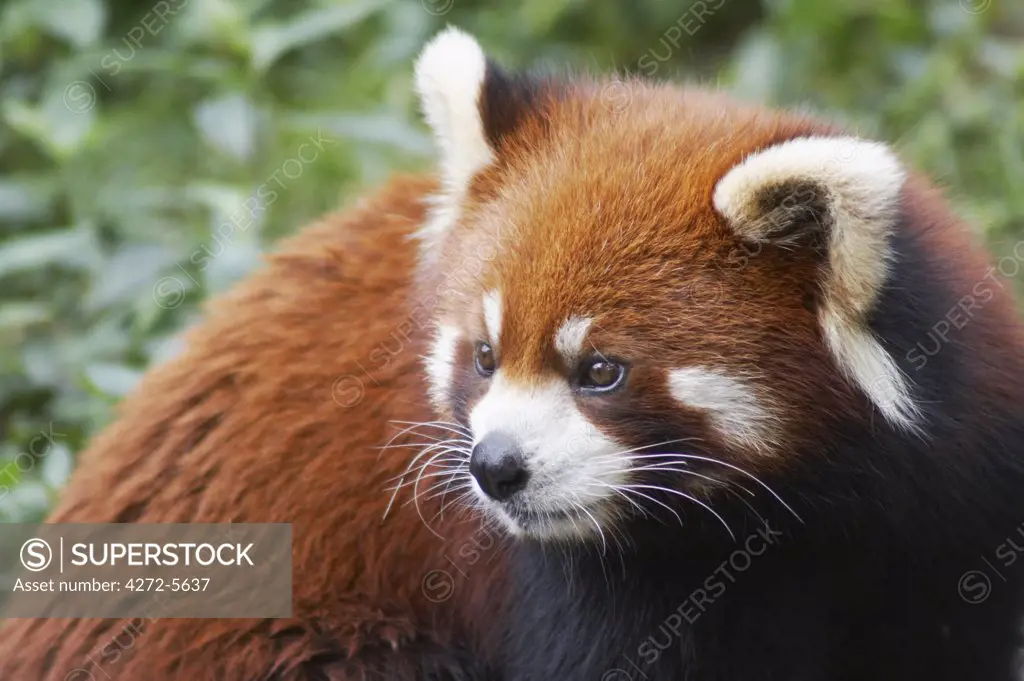 Red panda at Giant Panda Breeding Research Base, Chengdu, Sichuan, China