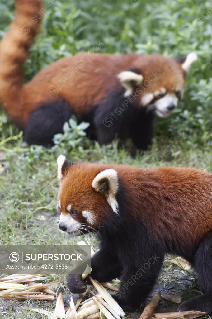 Red pandas at Giant Panda Breeding Research Base, Chengdu, Sichuan, China