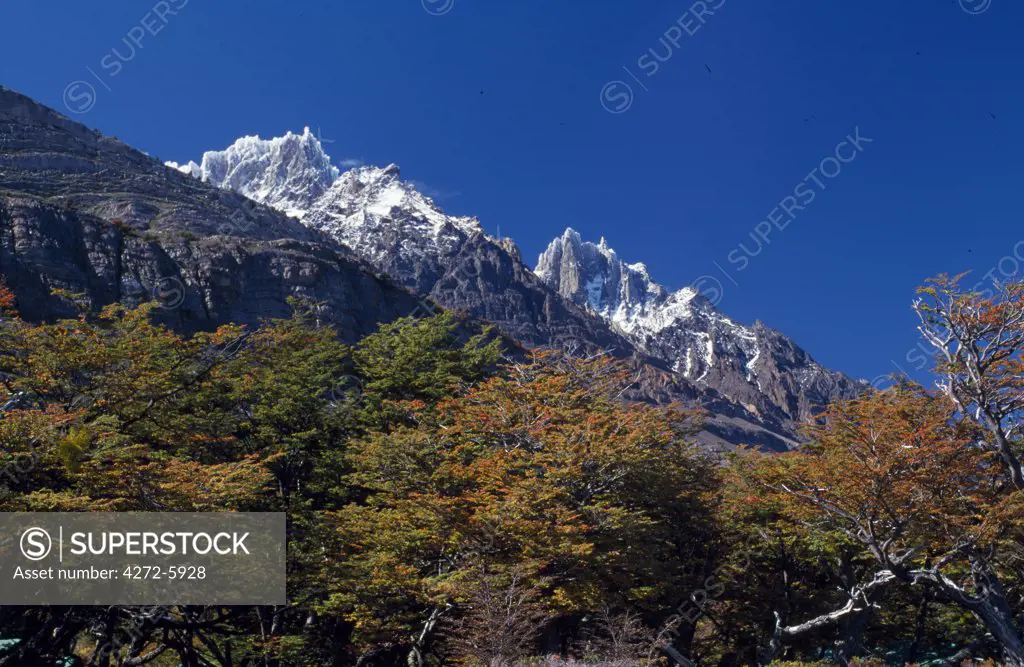 Autumn foliage in front of corniced ridge of Paine Grande, Torres del Paine National Park, Chile.