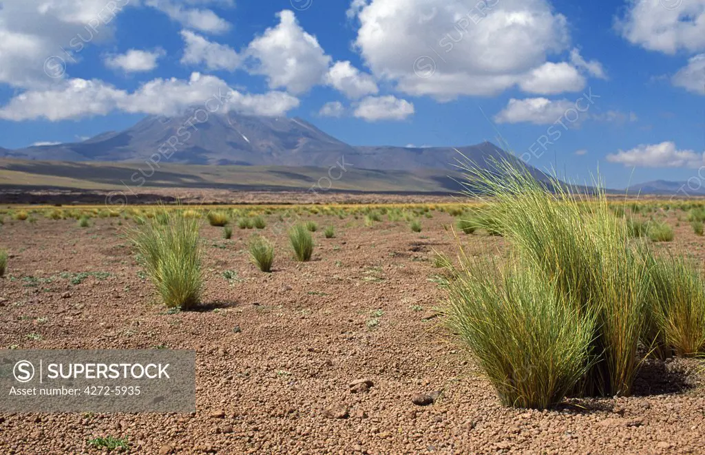 Tussock grass on a gravel plain, Atacama Desert, Chile.