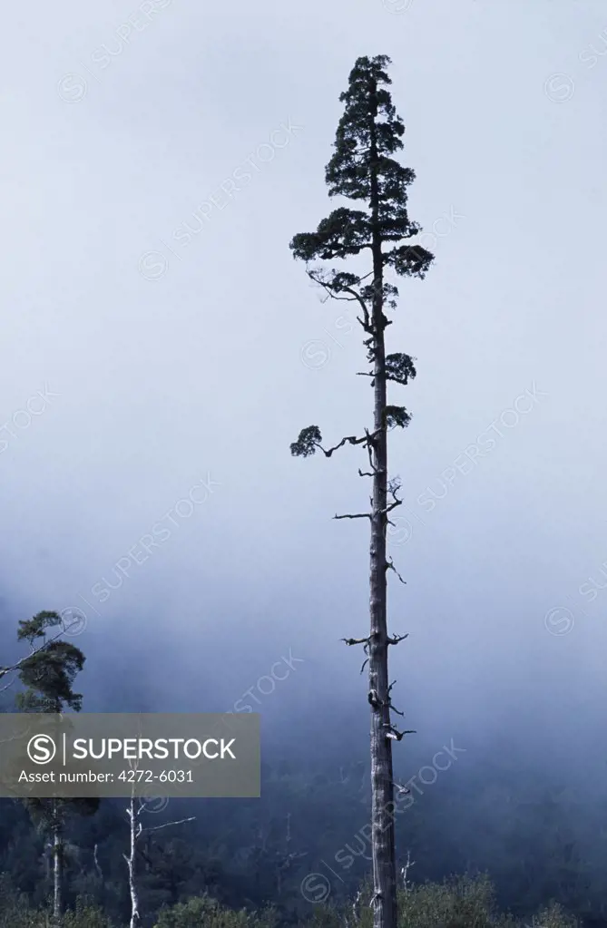 A tall Alerce tree beside the Carretera Austral