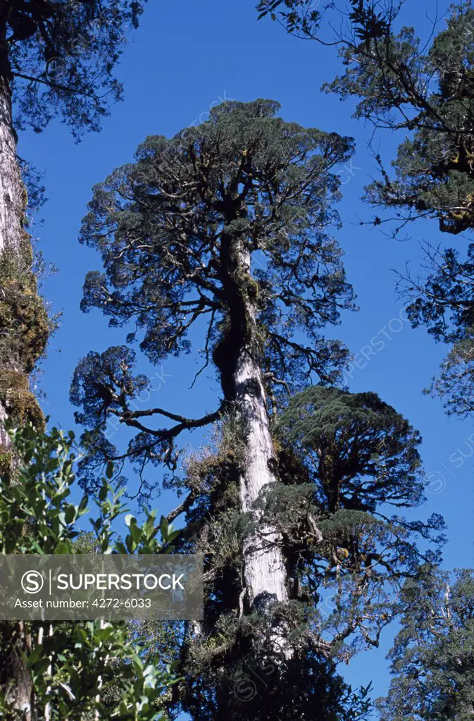 Ancient Alerce trees (Fitzroya cupressoides)