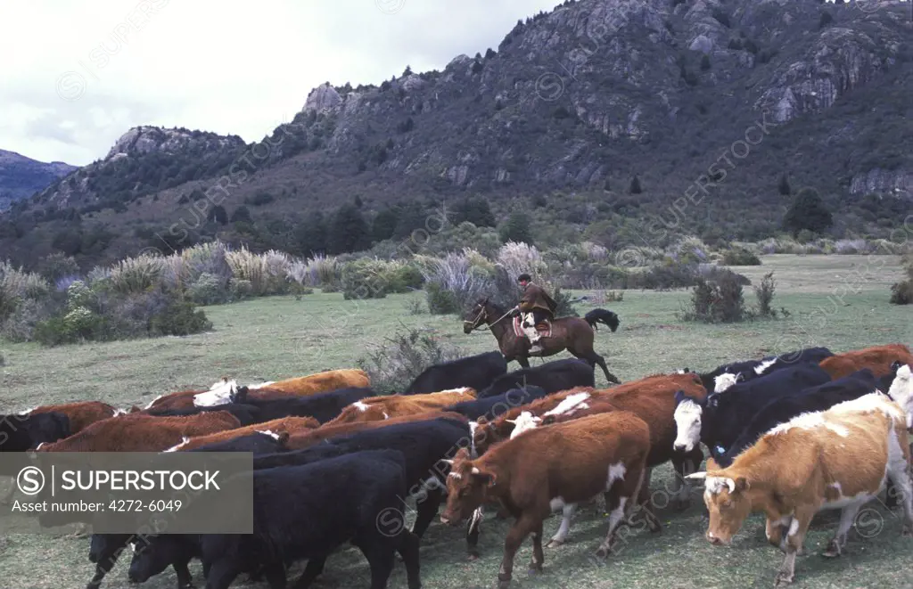 A huaso driving cattle, Los Vertintes Farm