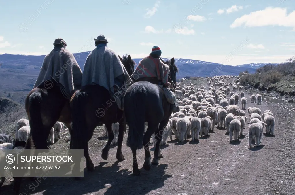 Huasos driving sheep
