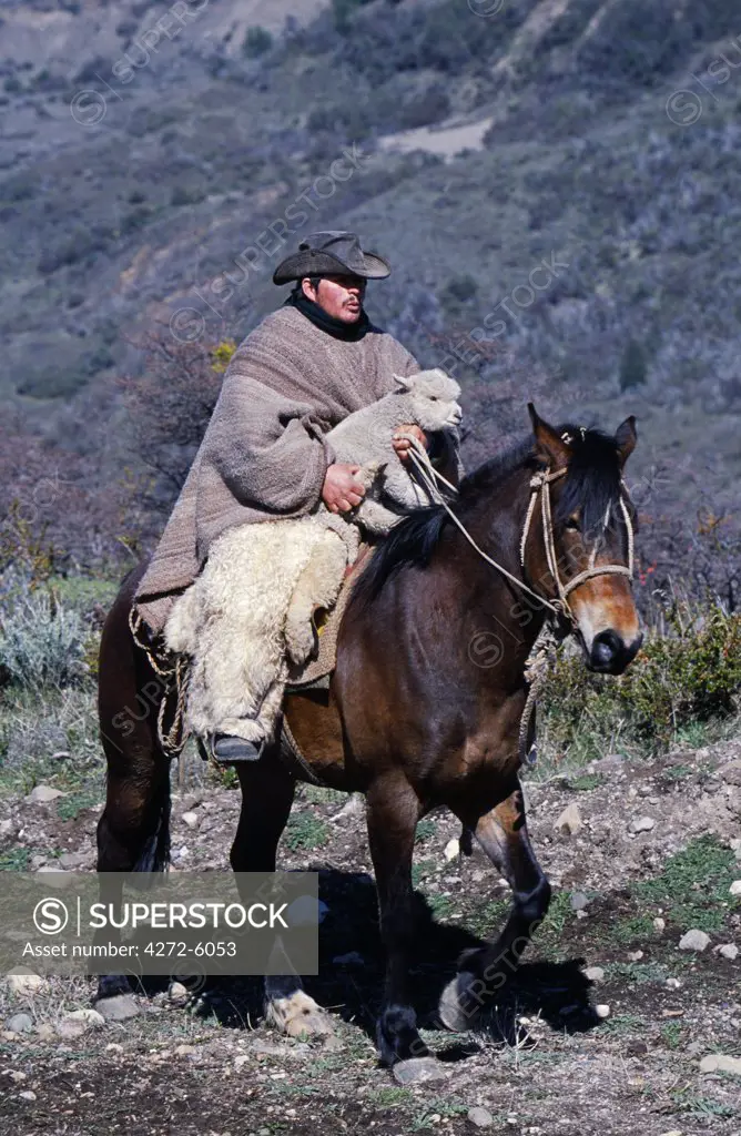 Chile, Northern Patagonia, Campo Bravo. A huaso carries a lamb on his horse whilst driving sheep