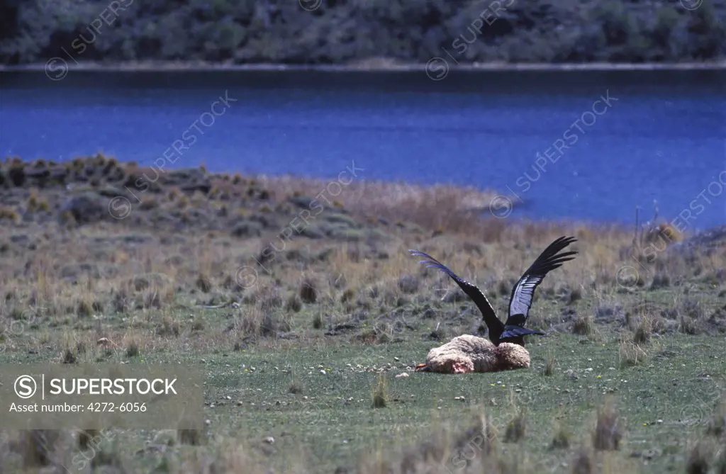 Andean condor (Sarcorhamphus gryphus) feeding on a sheep's carcass
