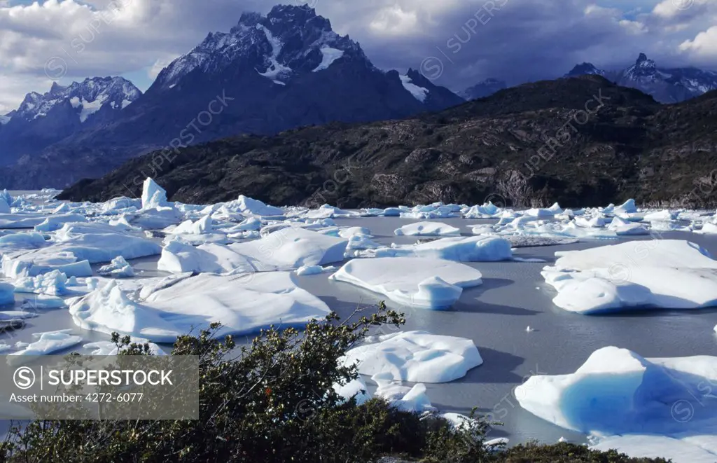 Icebergs congregate at southern end of Lago Grey, blown by the wind, Torres del Paine National Park, Patagonia, Chile