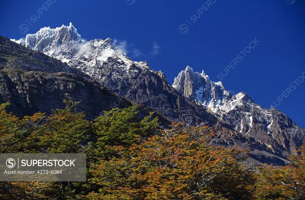 Autumn foliage in front of the corniced summit of Paine Grande