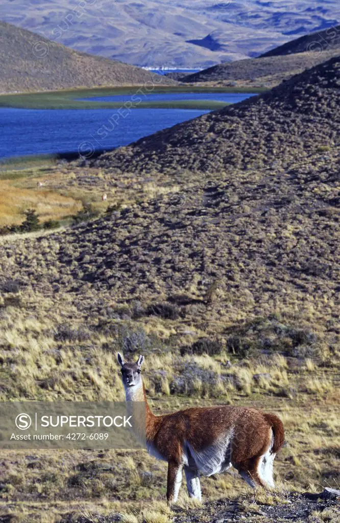Guanaco (Wild South American camelid)