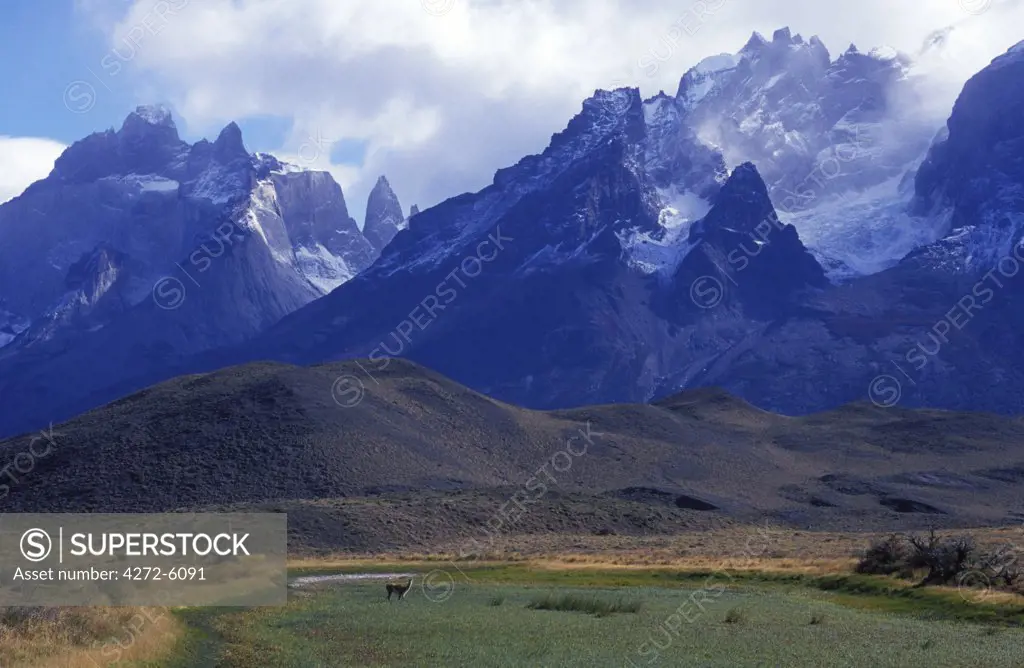 Guanaco feeding in front of Paine Massif (Wild South American camelid)