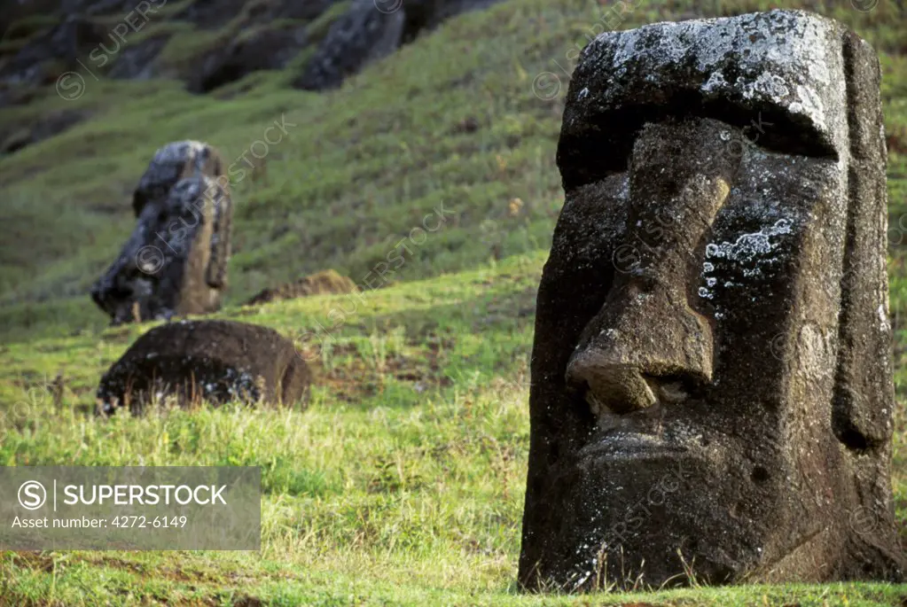 A finely chiselled stone head or moai, one of almost 400 finished moais that litter the slopes of volcano Rano Raraku ready for transportation around the island to their intended ahu or ceremonial platform.  The vast majority of Easter Island's 800+ moais were chiselled out of the volanic tuff on the side of Rano Raraku between 700-1500AD.