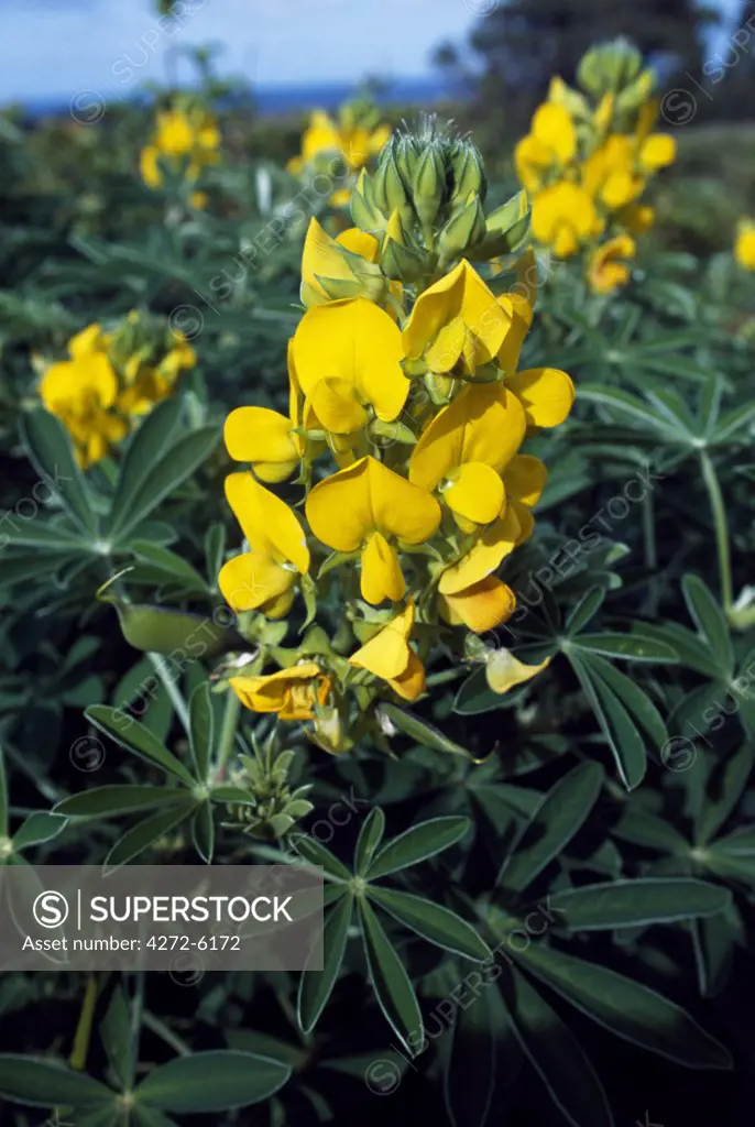The yellow flowers of wild lupins grow all around Rano Raraku volcano