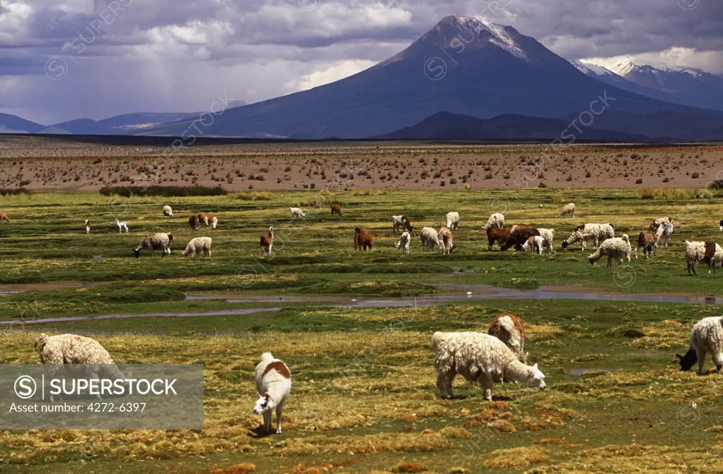 Chile, Isluga National Park. Pampa grassland surrounding the Pueblo village of Cariquima.