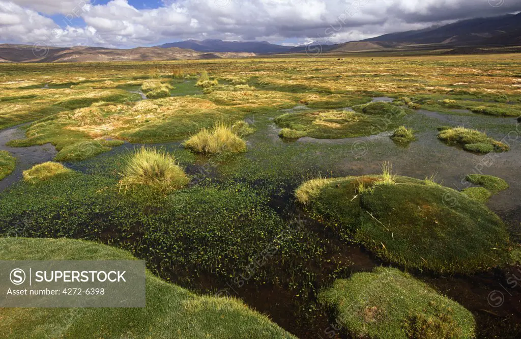 Pampa grassland surrounding the Pueblo village of Cariquima, Isluga National Park, Chile