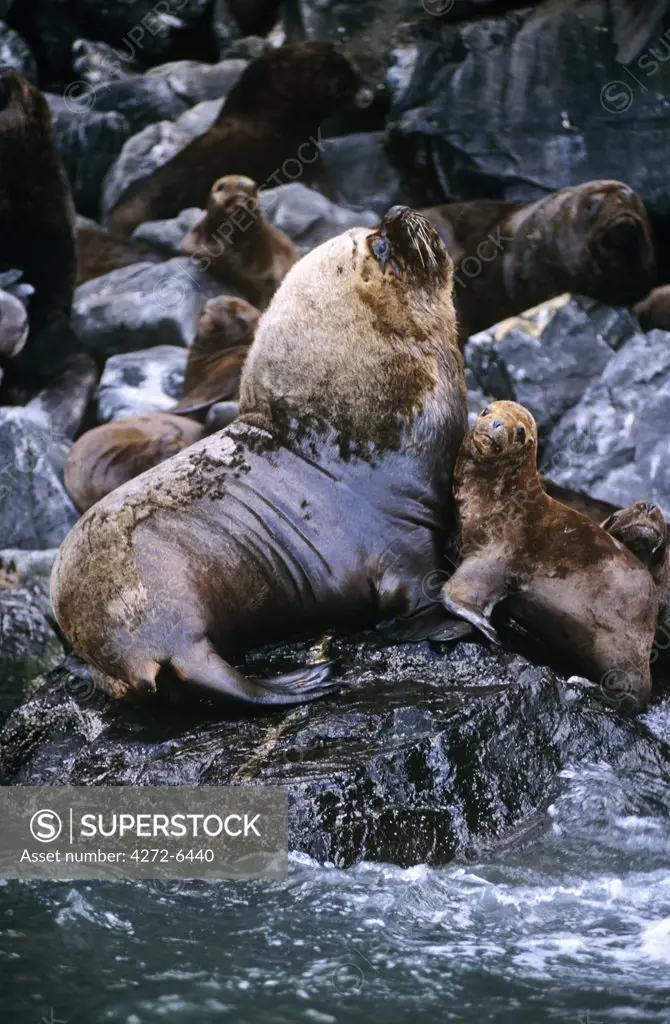 A Seal colony in the Fiord of Renihue, Parque Pumalin, Region X, Southern Chile