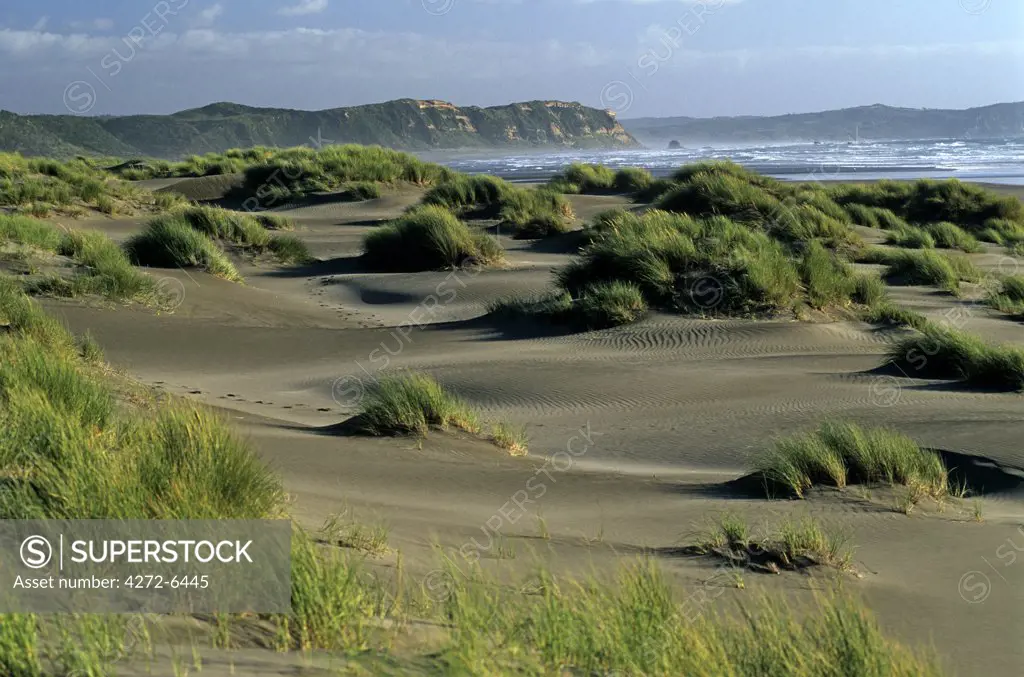 Chile, Region X, Parque National Chiloe. Dunes on the west coast of Chiloe in Southern Chile