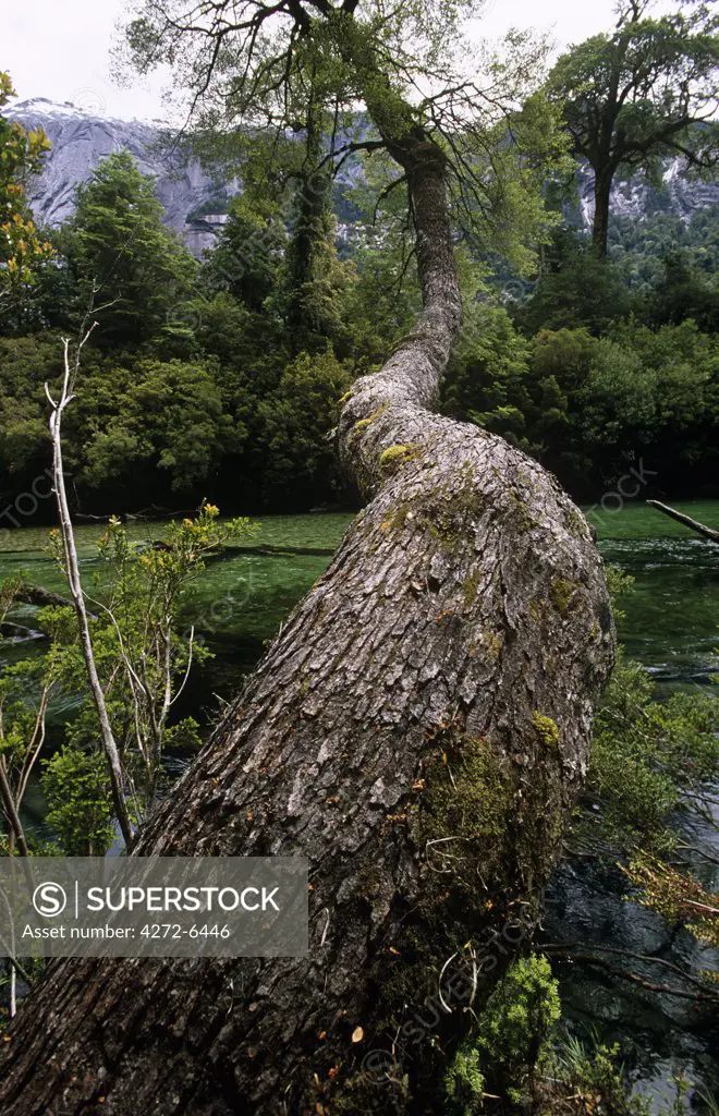 Chile, Region X. Detail of bark in the Valdivian Rainforest, Cochamo, Southern Chile