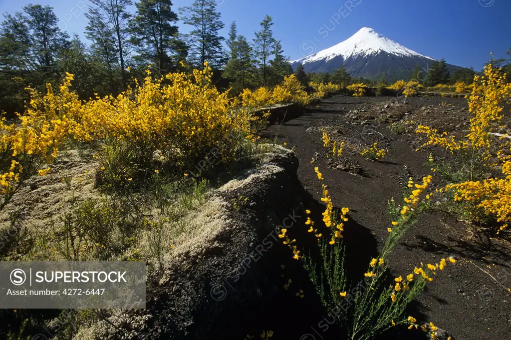 Chile, Region X. Mt Osorno, 2,652 m (8,701 feet), extinct volcano in the Chilean Lake District, Los Lagos, Southern Chile