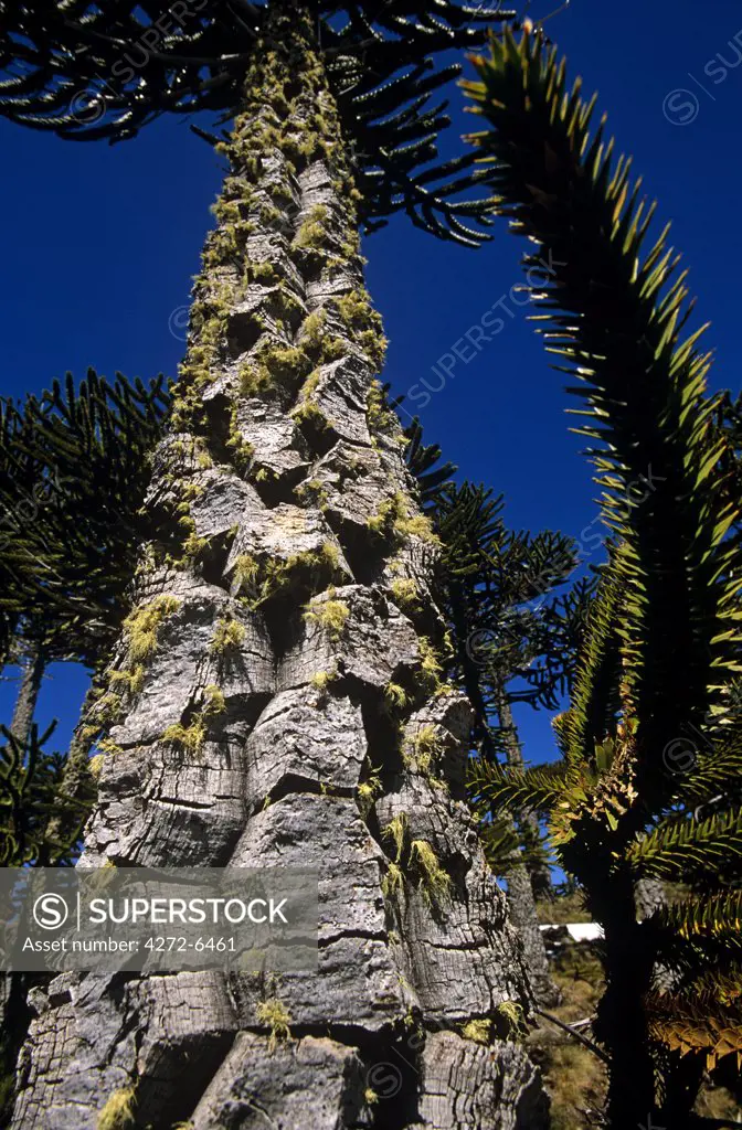Chile, Region IX, Malacahuello-Nalcas National Reserve. Araucaria, (Araucaria araucana) or Monkey-puzzle tree- the National Tree of Chile.
