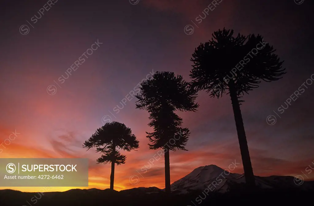 Chile, Region IX, Malacahuello-Nalcas National Reserve. Araucaria, (Araucaria araucana) or Monkey-puzzle tree, silhouetted at sunset