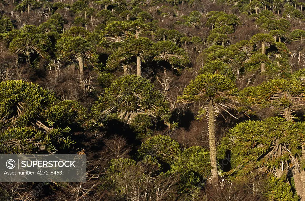 Chile, Region IX, Malacahuello-Nalcas National Reserve. Araucaria, (Araucaria araucana) or Monkey-puzzle tree- the National Tree of Chile.