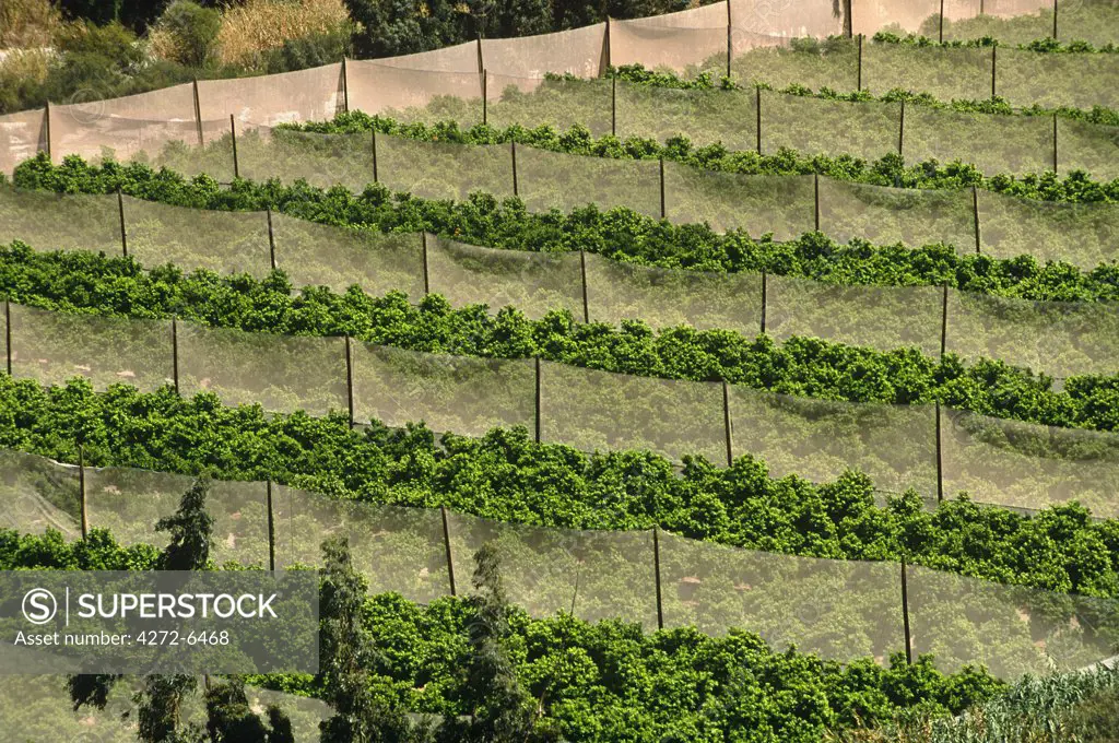 Chile, Region IV, Elqui Valley. Growing vines for the production primarily of Pisco.