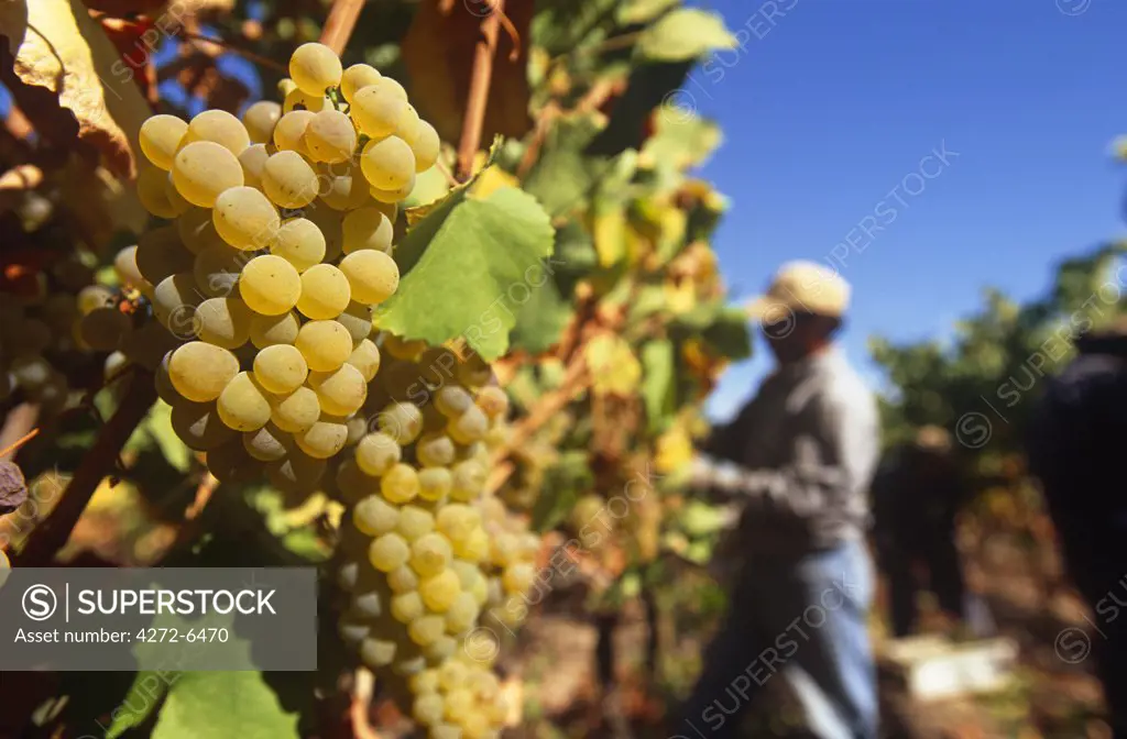 Chile, Region V, Santiago. Harvesting Chardonnay grapes at the Cousino Macul Vineyards, Central Chile.
