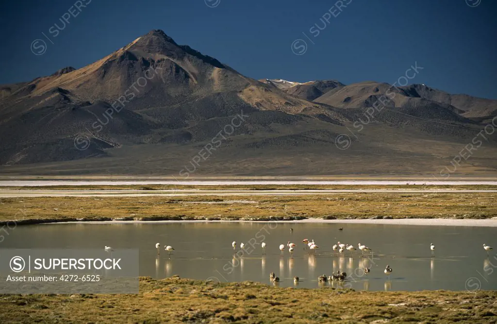 Chile, the salt flats of Salar de Surire. The area is home to migrating Flamingo, Vicuna, Alpaca & Llama.