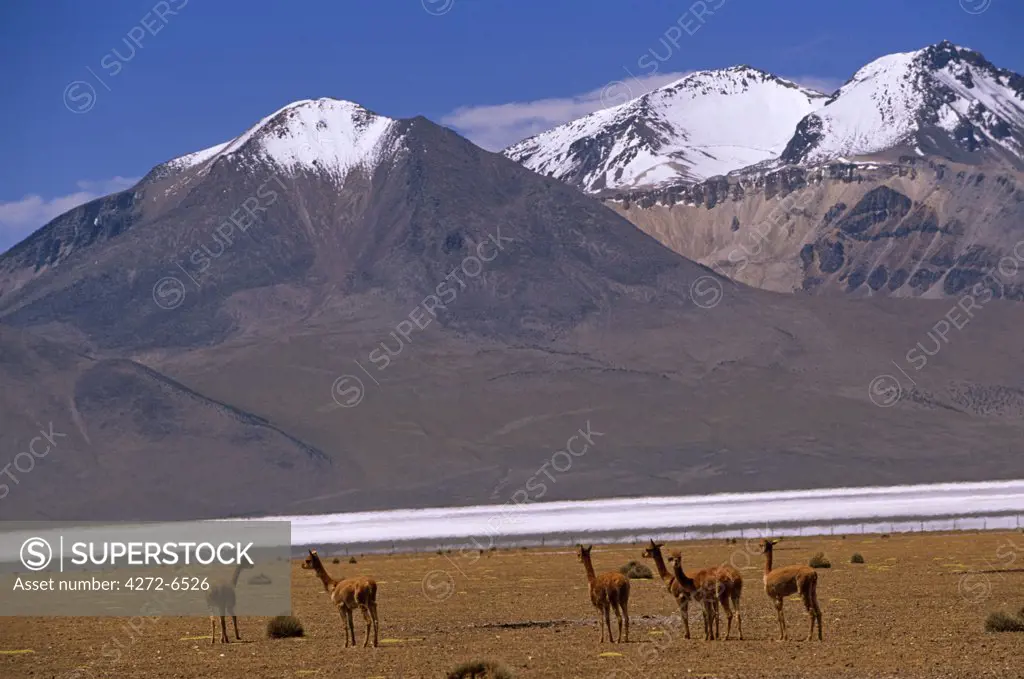 Chile, the salt flats of Salar de Surire. The area is home to migrating Flamingo, Vicuna, Alpaca and Llama.