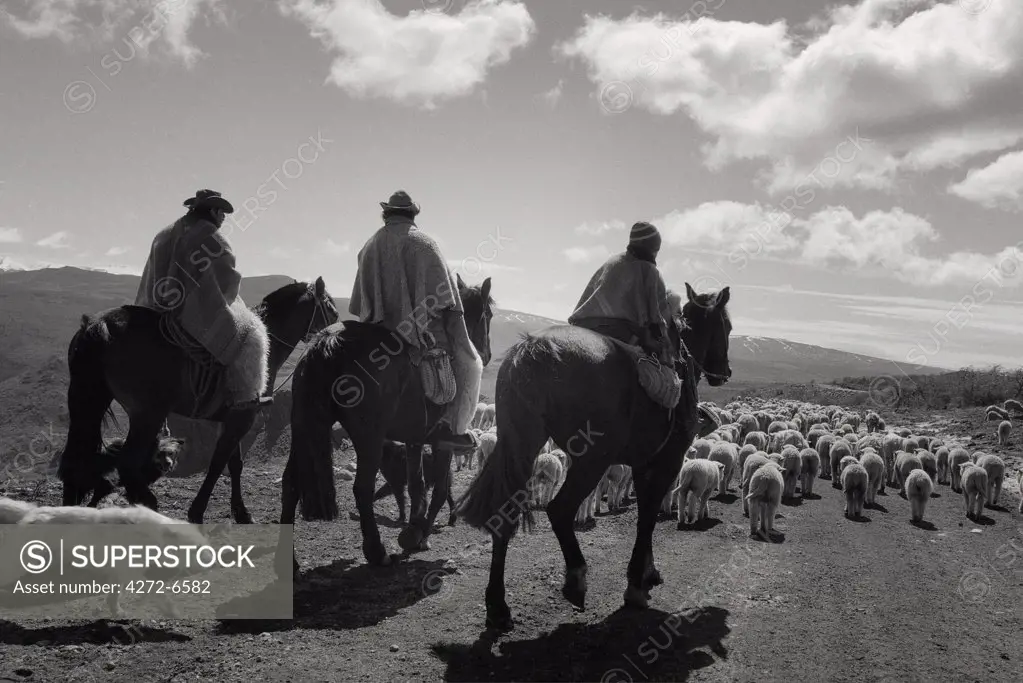 Chile, Patagonia.  Chilean cowboys or huasos drive a flock of sheep along a remote country road.
