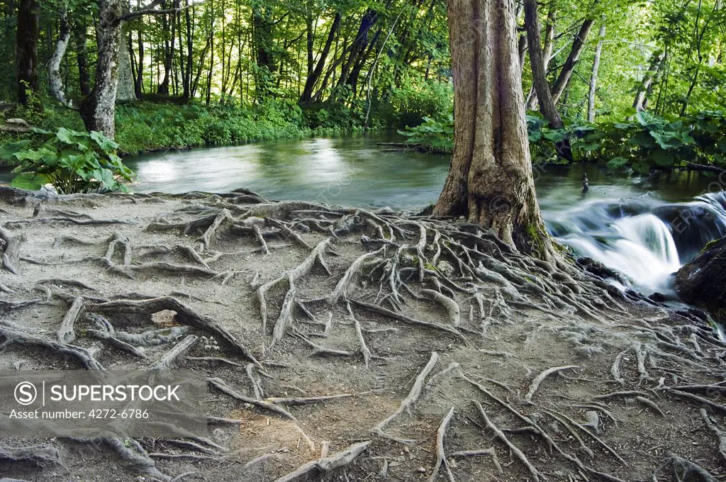 Waterfall and Tree Roots