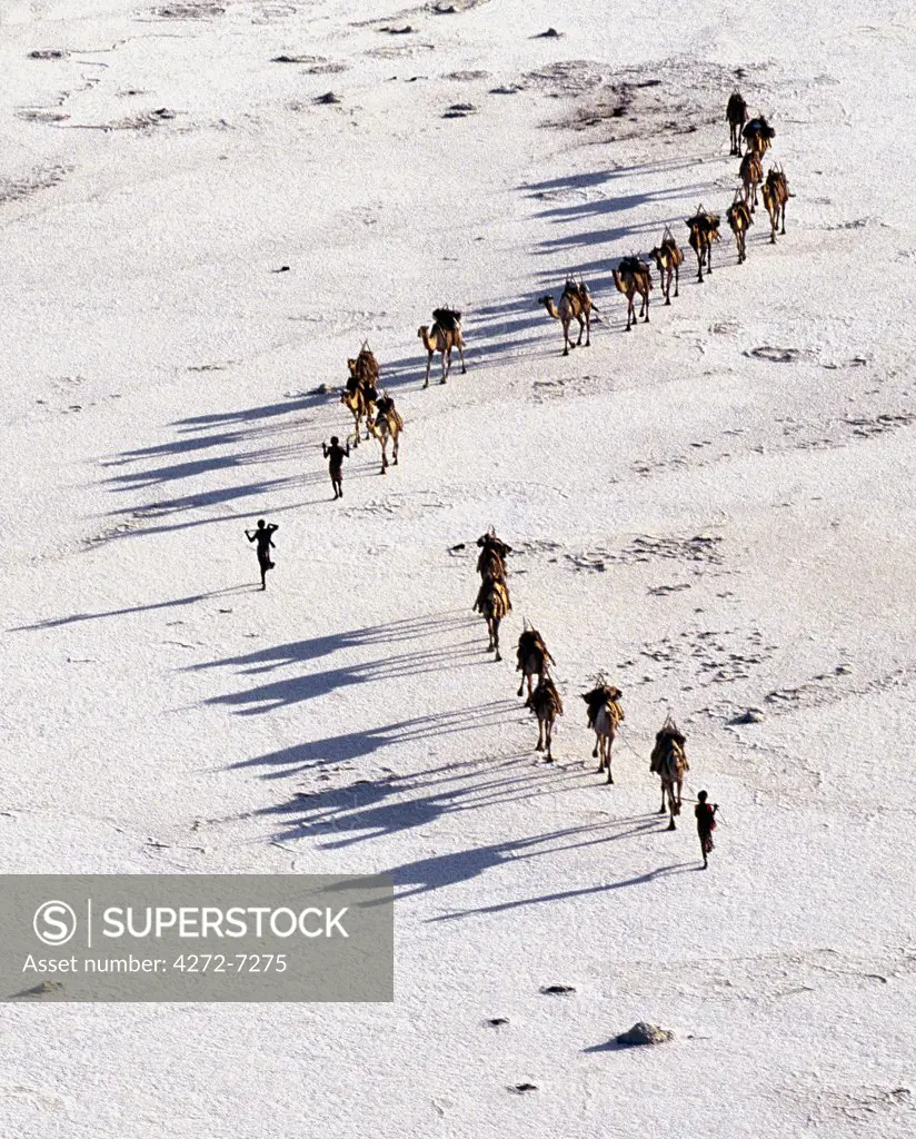 An Afar camel caravan crosses the salt flats of Lake Assal, Djibout.  At 509 feet below sea level, Lake Assal is the lowest place in Africa. Extremely high midday temperatures which force the Afar to arrive in the late afternoon and immediately set about collecting salt from deposits that are at least 109 feet thick. Each camel carries between four and ten thirty pound sacks according to its size and maturity.