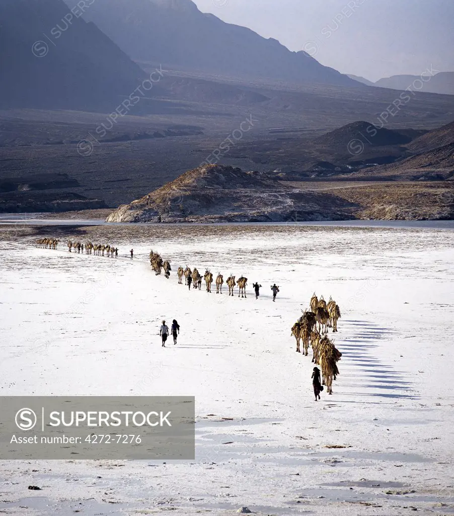 An Afar camel caravan crosses the salt flats of Lake Assal, Djibout.  At 509 feet below sea level, Lake Assal is the lowest place in Africa. Extremely high midday temperatures which force the Afar to arrive in the late afternoon and immediately set about collecting salt from deposits that are at least 109 feet thick. Each camel carries between four and ten thirty pound sacks according to its size and maturity.