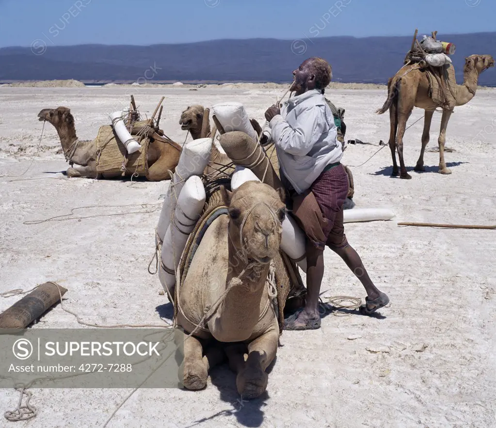 A Somali of the Issa clan loads his camels with salt at Lake Assal. He has rubbed henna into his hair and beard to make them orangey red.  Nomadic tribesmen come here regularly with their camels to collect salt.  Each animal carries between four and ten thirty pound sacks of salt according to its size and maturity. This man sells his salt across the border in Somalia