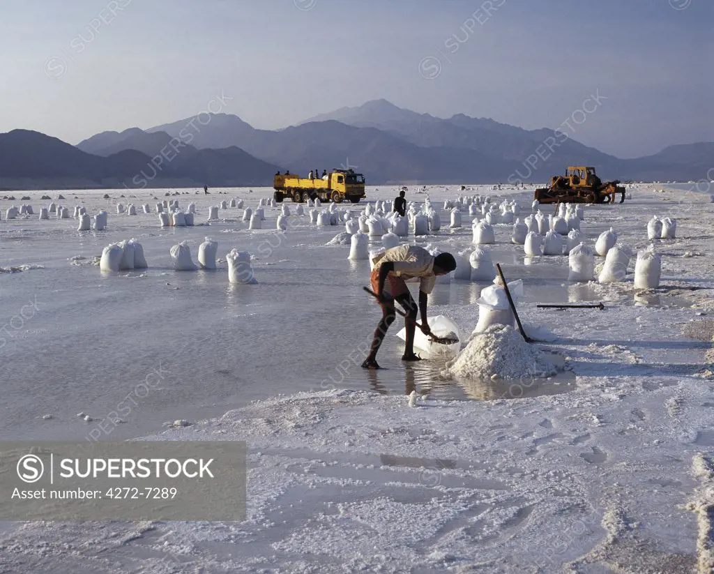 At 509 feet below sea level, Lake Assal is the lowest place in Africa. From time immemorial, nomadic Afar tribesmen have come here regularly with their camels to collect salt. More recently, mechanical harvesting has begun in an attempt to satisfy an insatiable demand for salt in Ethiopia.