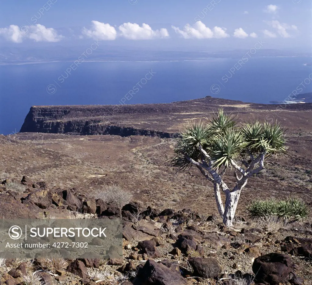 On the inhospitable lava-strewn hills surrounding the inlet of Ghoubbet el Khar0 b (the Devil's Throat), a relative of the Dragon's Blood Tree (Dracaena orbet) struggles to survive in low rainfall and temperatures regularly exceeding 1000