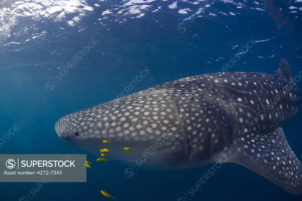 Djibouti, Bay of Tadjourah. A Whale Shark (Rhincodon typus)  swims near the surface in the Bay of Tadjourah.
