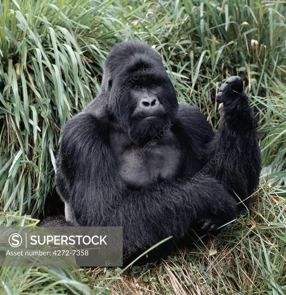 The beautiful montane forest ecosystem of the Virunga Volcanoes is the habitat of one of natures rarest large mammals, the mountain gorilla. With a population of about 600 in the Virunga forests and the Bwindi Impenetable Forest of Uganda, the existence of mountain gorillas is a tenuous one due to the pressures of an ever expanding population in one of Africas most densely populated regions.