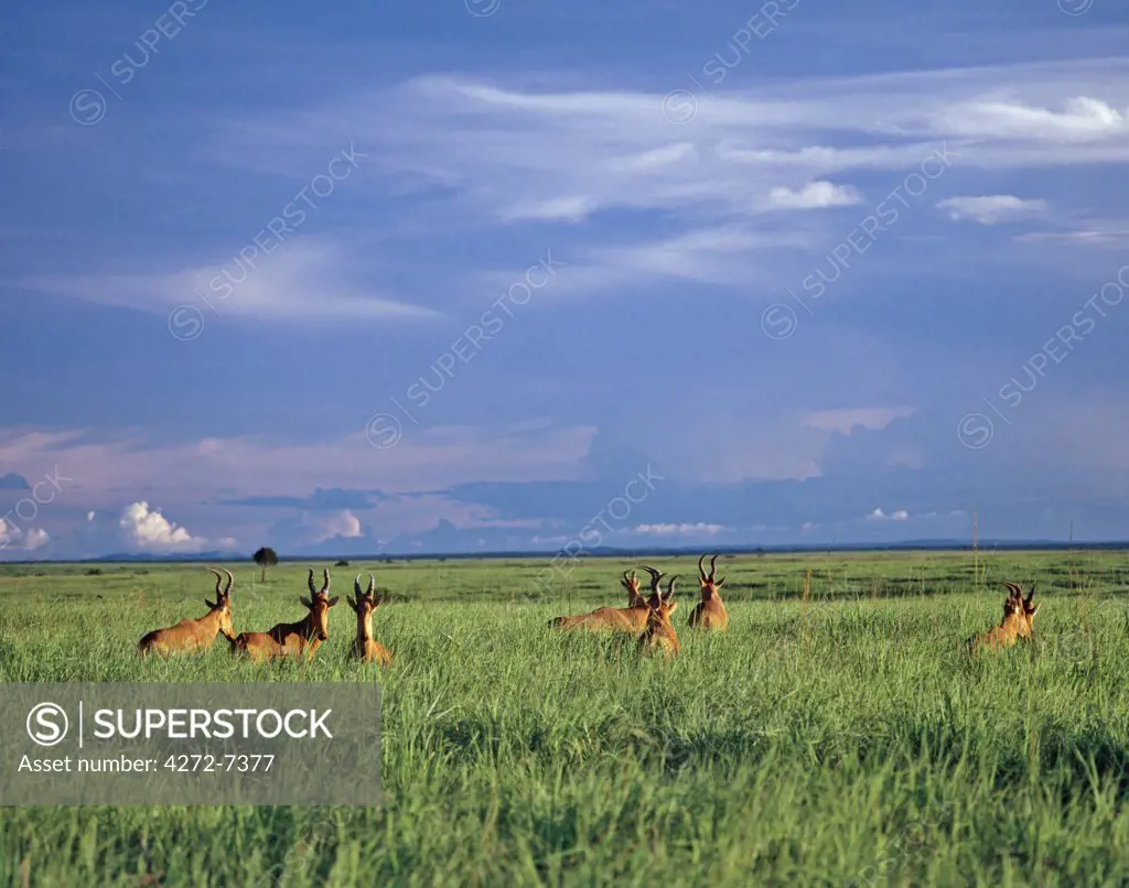 A herd of Lelwel's Kongoni, or Hartebeest, in the lush grasslands of Garamba National Park in Northern Congo DRC.