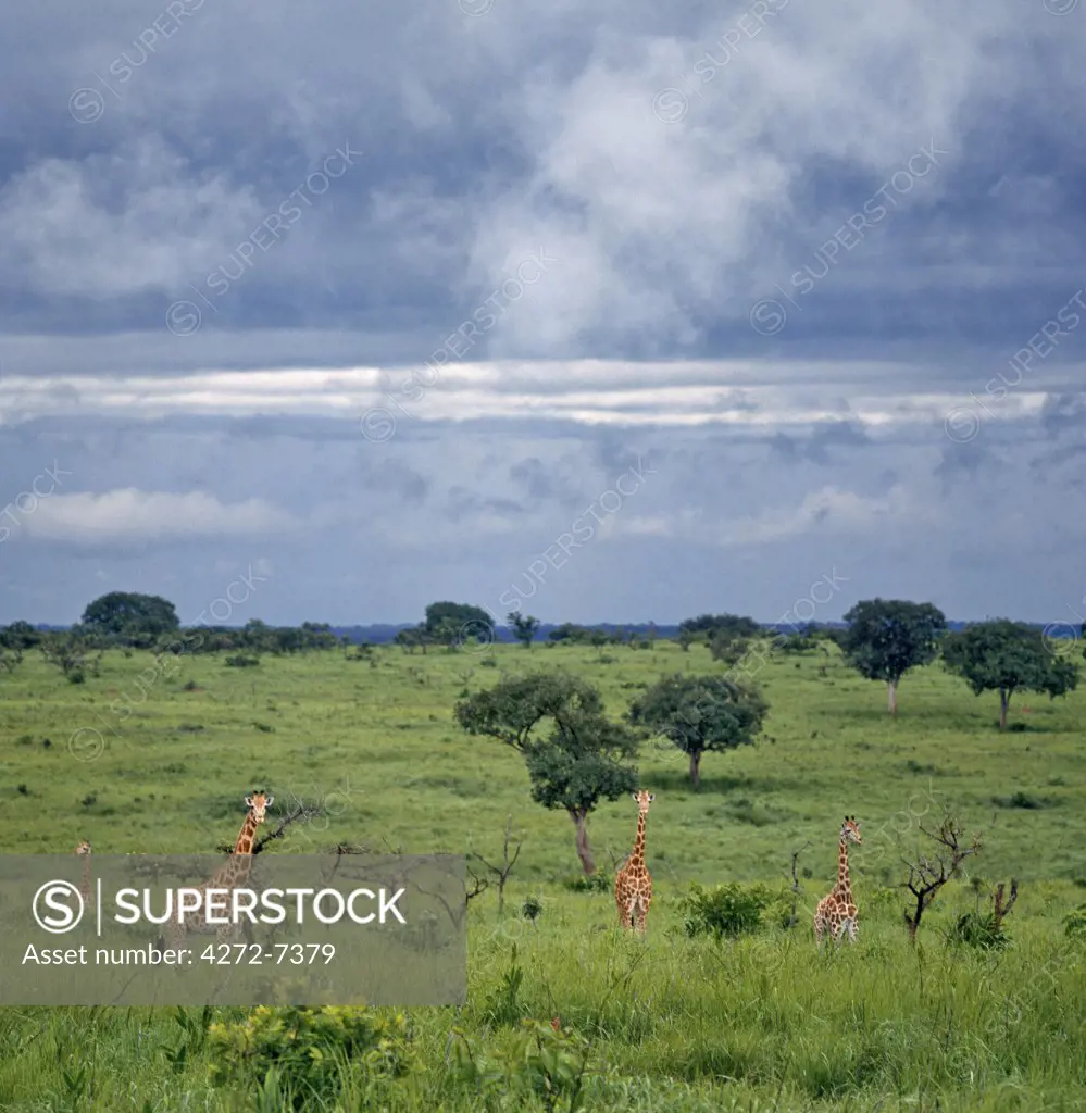 A group of northern savannah giraffes (ssp. Congoensis) in the Garamba National Park.