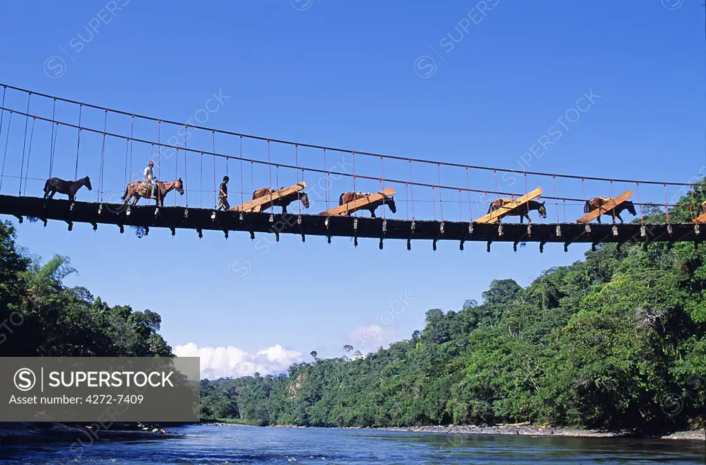 Mule train crossing a bridge over the Rio Upano, Moreno Santiago Province, Ecuador