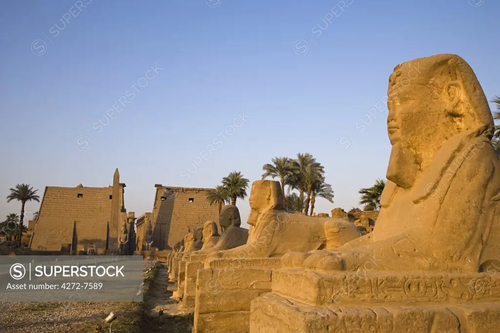 The Avenue of Sphinxes leading up to Luxor Temple, Egypt
