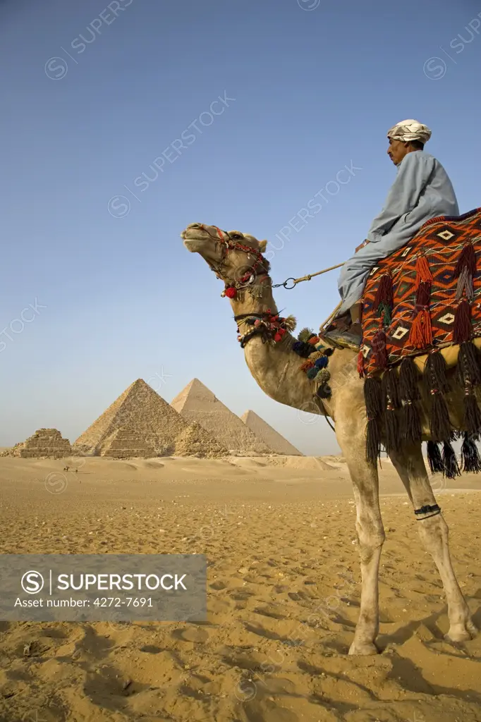A camel driver stands in front of the pyramids at Giza, Egypt. (MR).