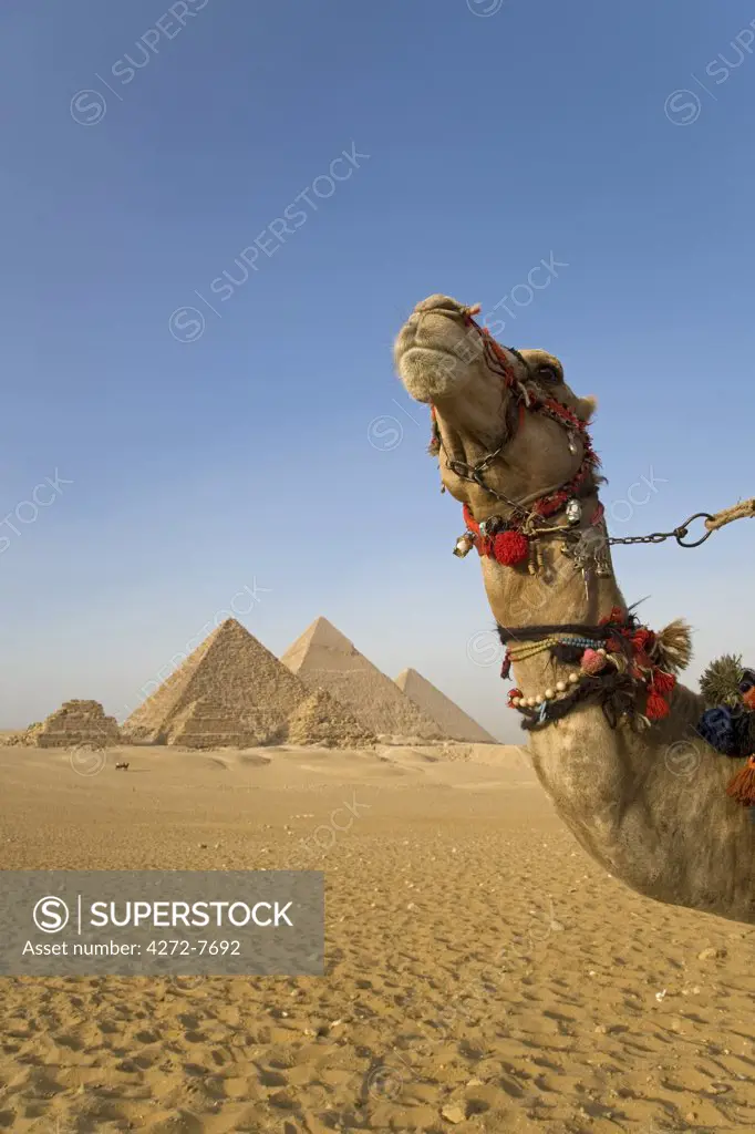 A camel driver stands in front of the pyramids at Giza, Egypt.