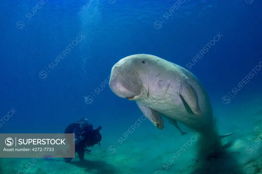 Egypt, Red Sea. An underwater cameraman films a Dugong (Dugong dugon)