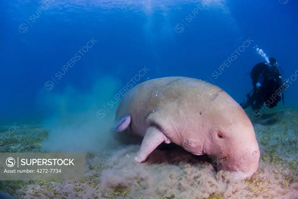 Egypt, Red Sea. An underwater cameraman films a Dugong (Dugong dugon)