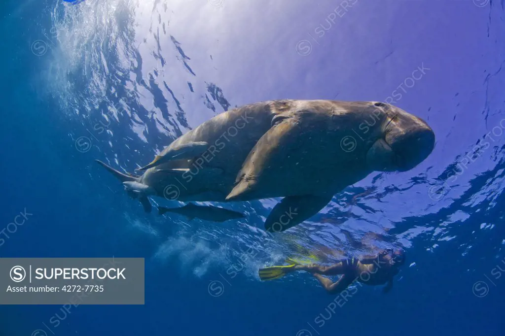 Egypt, Red Sea. A Snorkeller watches a Dugong (Dugong dugon) in the Red Sea.
