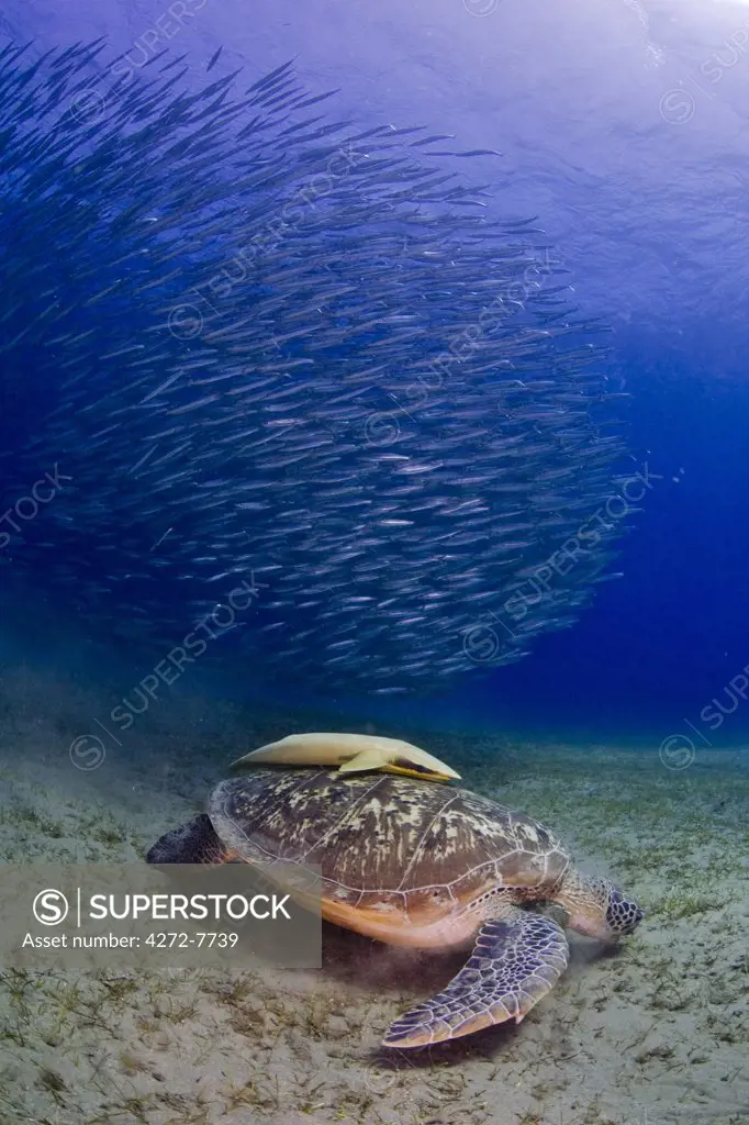 Egypt, Red Sea. A Green Turtle (Chelonia mydas) rests among seagrass in the Red Sea, with a shoal of small barracuda