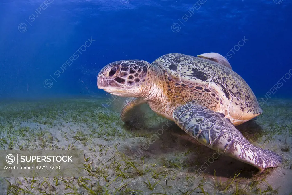 Egypt, Red Sea. A Green Turtle (Chelonia mydas)